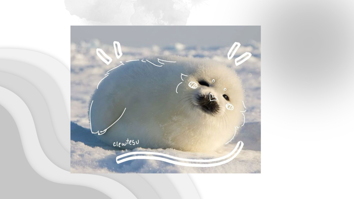 sillyseal