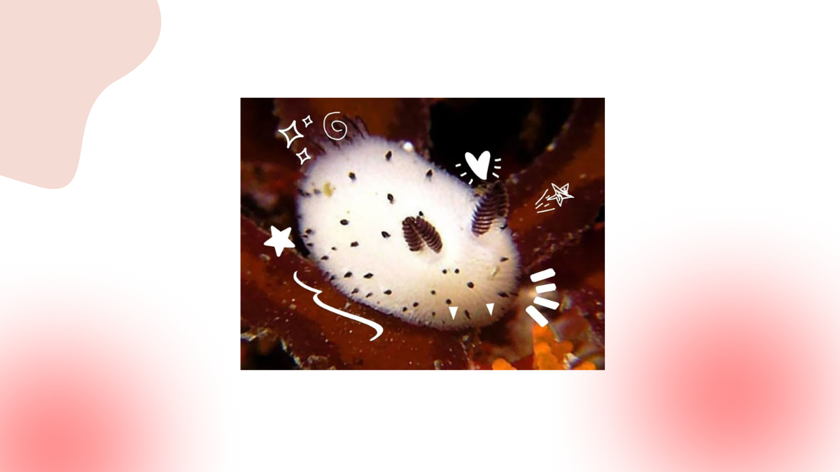 mini's sea bunny
